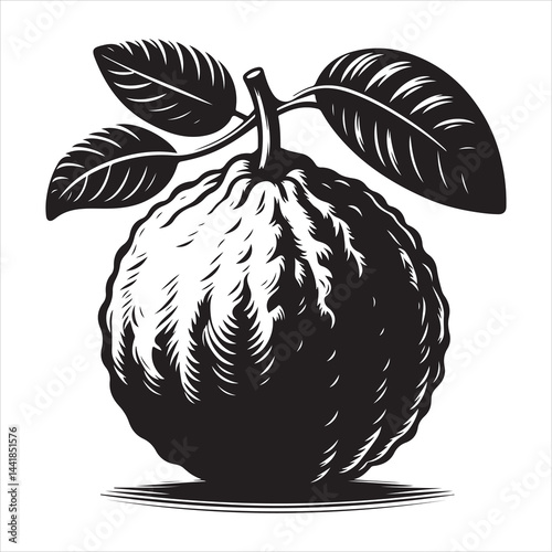 a fresh guava fruit vector silhouette, vector black color silhouette, isolated white background 