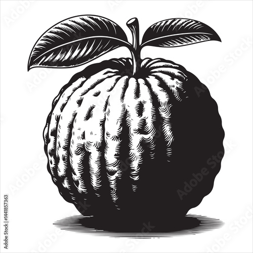 a fresh guava fruit vector silhouette, vector black color silhouette, isolated white background 