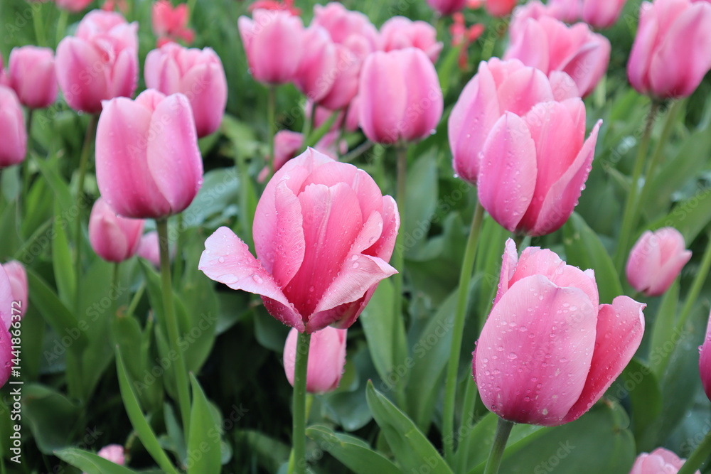Fototapeta premium A close-up of a field of pink tulips with water drops on their petals.