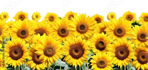PNG Sunflower field landscape backgrounds outdoors plant