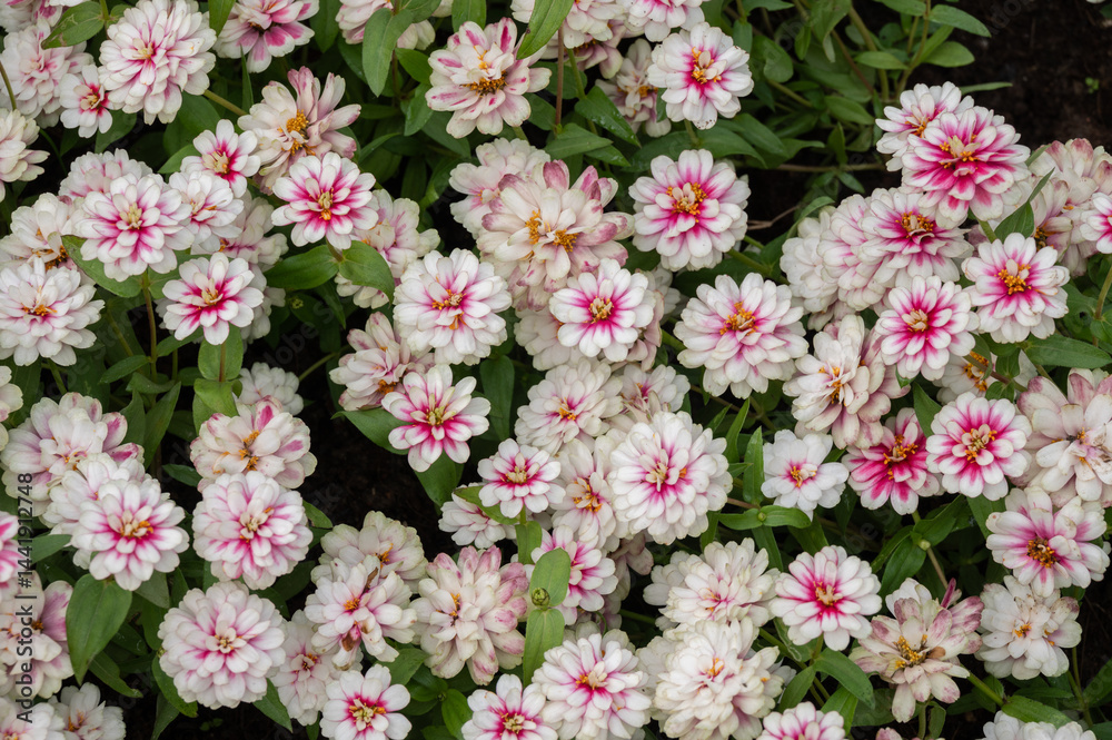 Full frame shot of two tone color of Chrysanthemum flowers blooming in the garden.