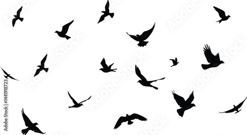 vector illustration. silhouettes of different birds in flight