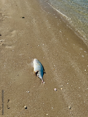 A dead fish lies on wet sandy shore near gentle sea waves, surrounded by small shells and scattered debris under bright daylight.