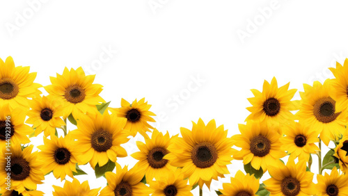 PNG Sunflower petal plant inflorescence