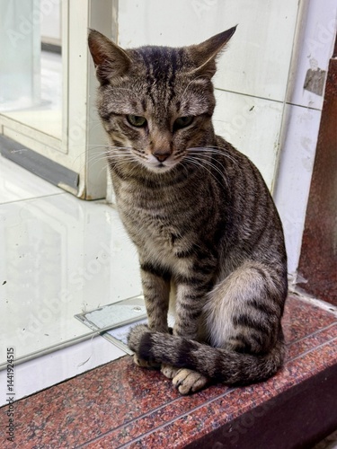 Front-facing view of a calm tabby cat sitting on a marble doorstep with its tail curled around its paws, indoors near a glass door.