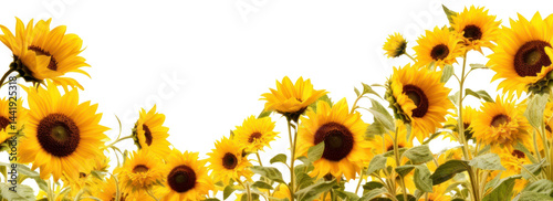 PNG Sunflower meadow border backgrounds outdoors nature