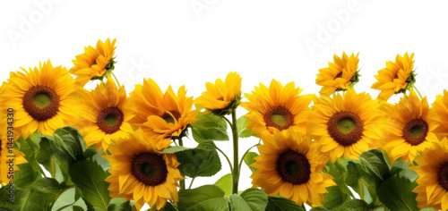 PNG Vibrant sunflowers against white background