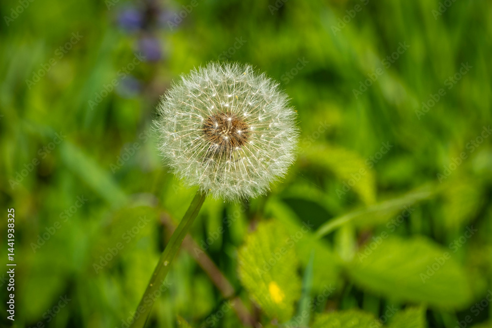 colorful landscape with dandelion at the Schweinebucht and Wocherhafen and a local recreation area at the lake Constance colorful landscape with dandelion at the Schweinebucht and Wocherhafen and a local recreation area at the lake Constance