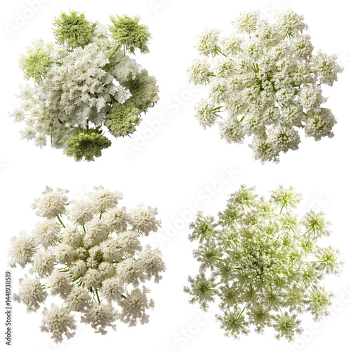 Queen Anne's Lace, White, Top View