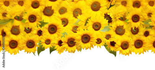 PNG Vibrant sunflowers on white background
