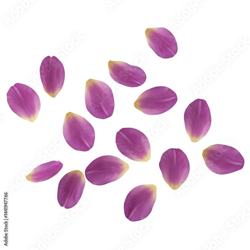 pink tulips isolated on white background