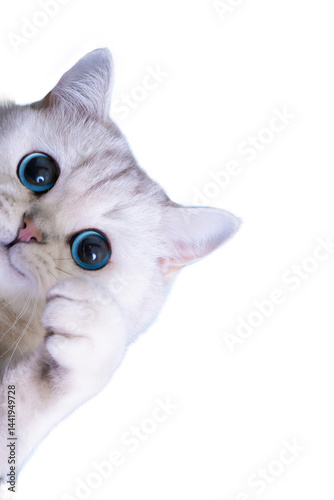 Sweet white cat with big blue eyes peering out the side of the frame