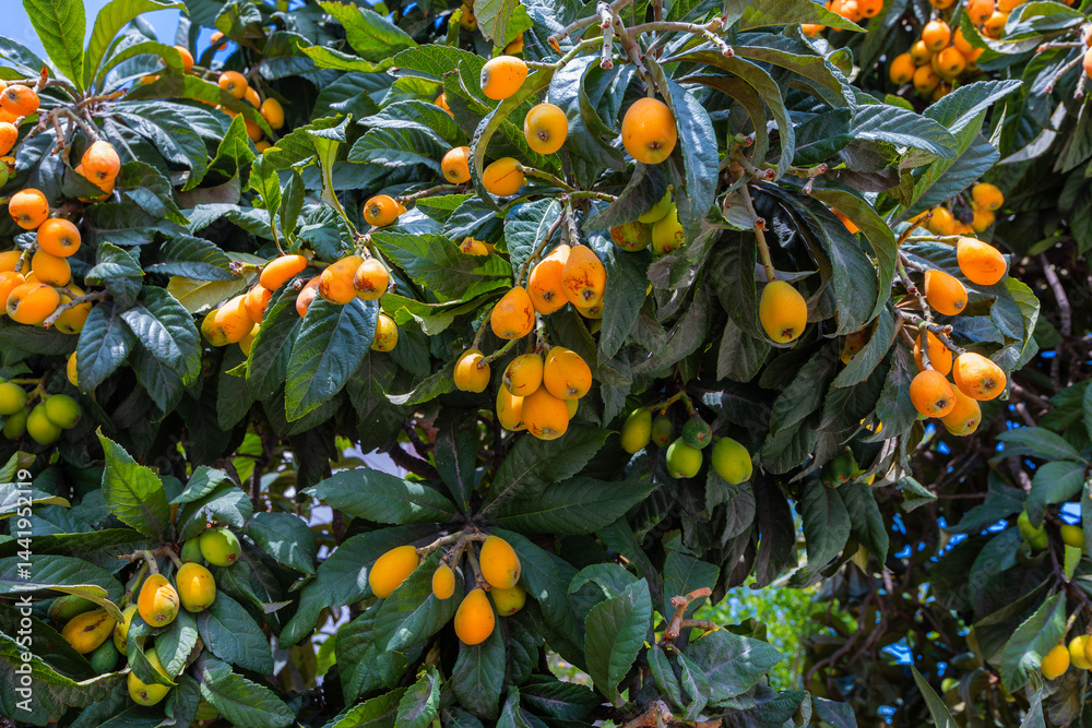 Loquat fruit. Fresh medlar fruits ripened in spring.