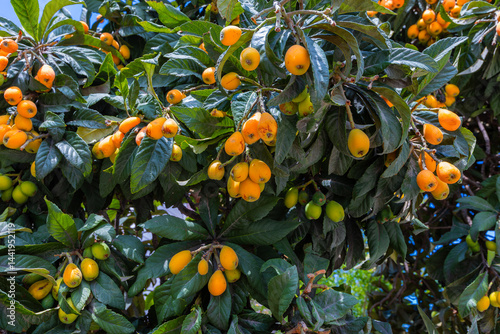 Obraz na płótnie Loquat fruit. Fresh medlar fruits ripened in spring. w salonie