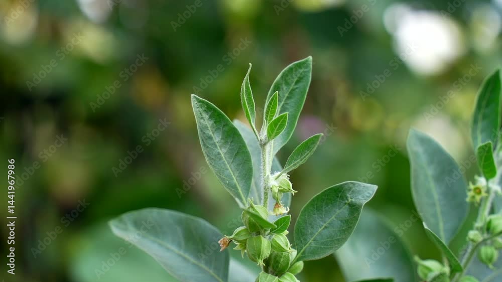 Withania somnifera also known as Ashwagandha. Indian ginseng, poison gooseberry, or winter cherry. Ayurvedic herb, medicine growing in the field. Close-up view of fresh ashwagandha leaves and branch Withania somnifera also known as Ashwagandha. Indian ginseng, poison gooseberry, or winter cherry. Ayurvedic herb, medicine growing in the field. Close-up view of fresh ashwagandha leaves and branch