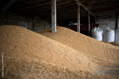 Piles and sacks of wheat grains drying at mill storage or grain elevator. The main commodity group in the food markets