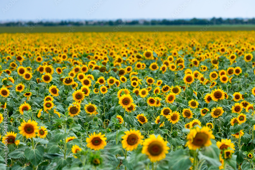 Large farm fields are sown with sunflowers. Expressive rural landscape. It is the middle of summer in the southern region of Ukraine, somewhere in the Mykolaiv region. Large farm fields are sown with sunflowers. Expressive rural landscape. It is the middle of summer in the southern region of Ukraine, somewhere in the Mykolaiv region.