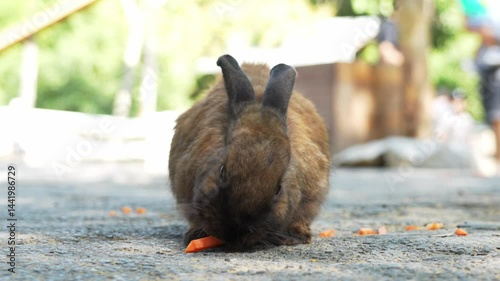Cute brown black rabbit eating carrot in mini zoo at family recreation area with surrounded by many people and children walking around giving food in background on holiday warm atmosphere.