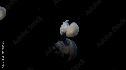 Jellyfish blue blubber - Catostylus mosaicus swimming around underwater in aquarium with black background.