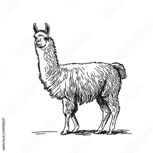 Charming vector illustration of a happy llama, ideal for nature-themed projects or animal lovers. Perfect for children's books, posters, or merchandise, bringing joy to designs!