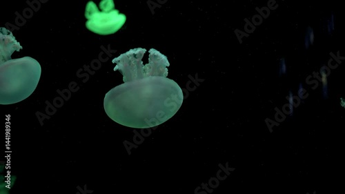 Jellyfish blue blubber - Catostylus mosaicus swimming around underwater in aquarium with black background.