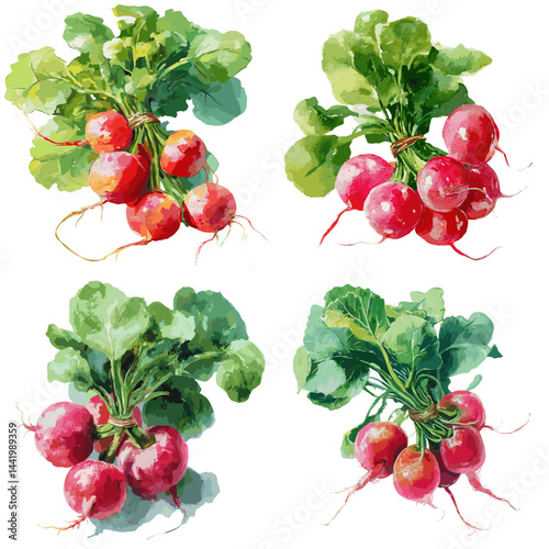 Fresh red radish bunches with green leaves in watercolor style. Perfect for organic food themes, gardening illustrations, or healthy lifestyle visuals. Isolated on white background.

