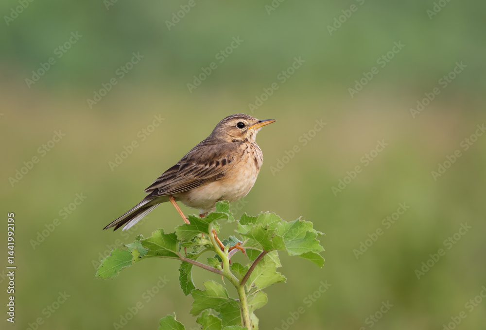 Fototapeta premium Paddyfield pipit perched gracefully on tree branch.