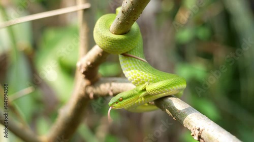 Slow motion White-lipped pit Tree Viper - Trimeresurus albolabris. Green snake shaking its tail and sticking out its tongue when feels insecure on branch with in garden with morning sunlight.