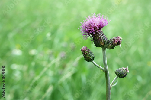 Εκτύπωση καμβά Beautiful melancholy thistle flower against the background of a green spring meadow