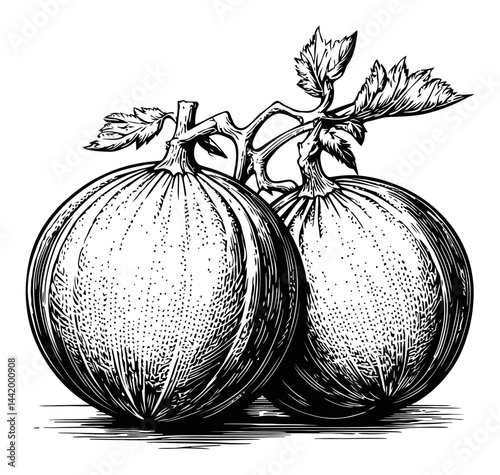 Detailed Engraving of Two Fresh Green Melons with Leaves