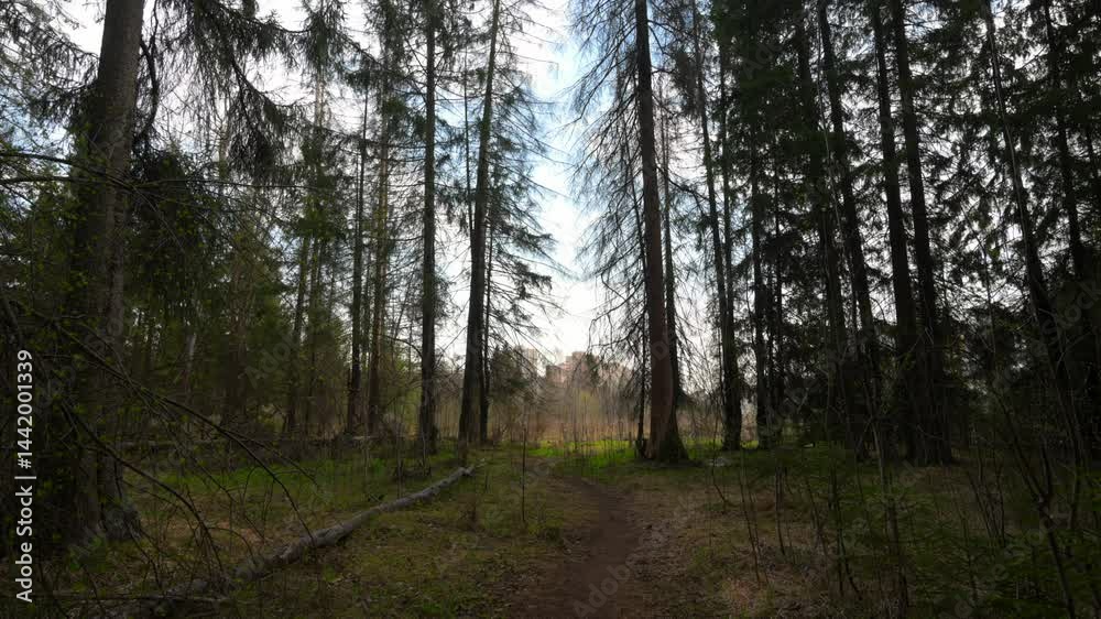 Spring forest with breaking sun rays Spring forest with breaking sun rays