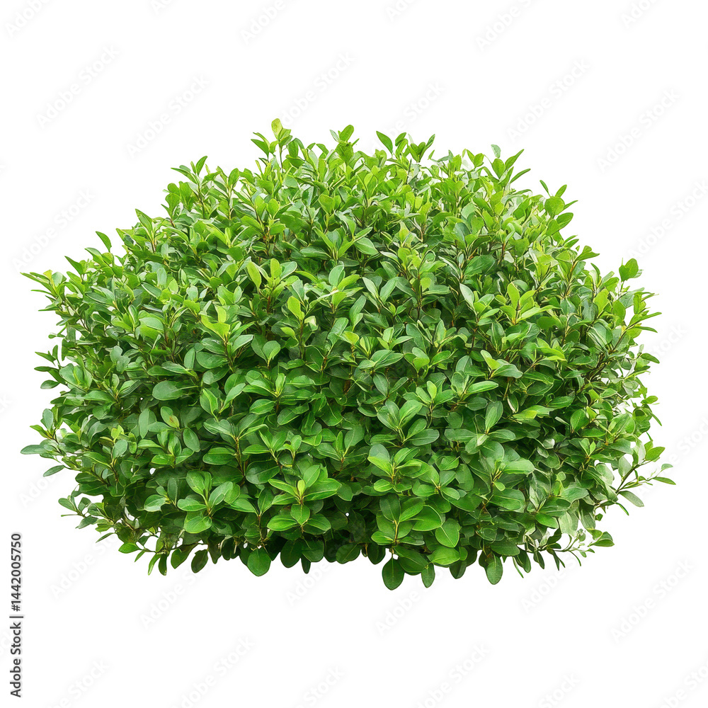 Obraz premium A close-up view of a tightly packed, round shrub with healthy, vibrant green foliage.