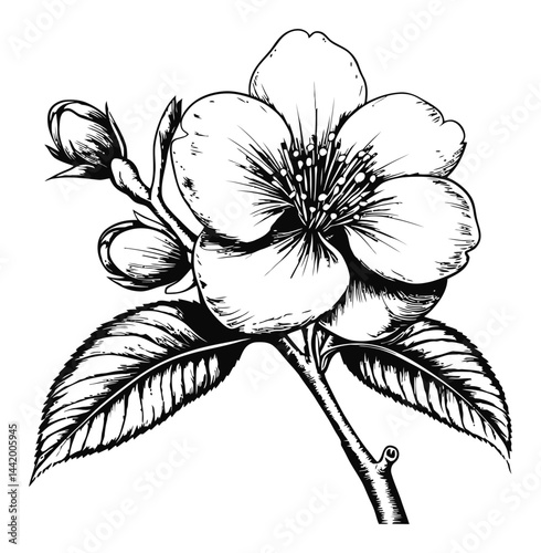 Detailed Black and White Floral Engraving of a Flower with Leaves