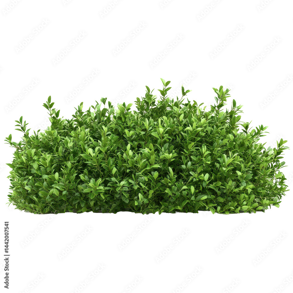 Obraz premium A full, dense, green shrub with small leaves, ideal for landscaping.