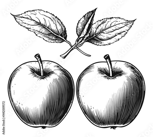 Vintage Engraving of Apples with Leaves in Black and White Style