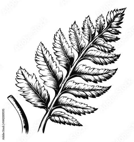 Detailed Engraving of a Fern Leaf in Black and White Illustration