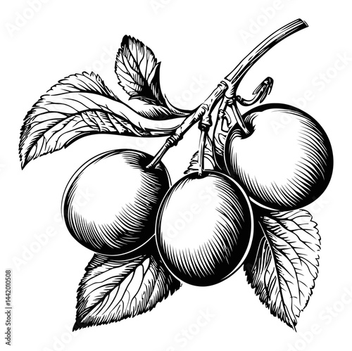 Detailed Engraving of Three Plums with Leaves and Fine Lines