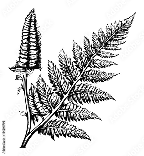 Detailed Black and White Engraving of a Fern Plant with Flower