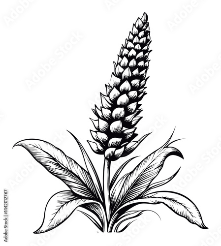 Detailed Engraving of a Botanical Illustration of a Flowering Plant