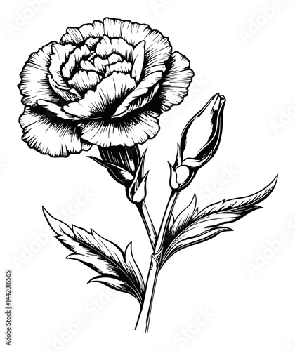 Detailed Black and White Engraving of Carnation Flower Illustration