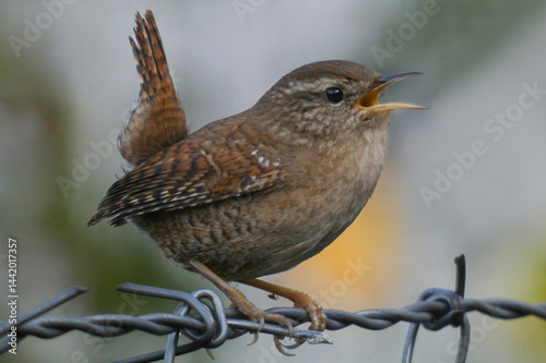 wren