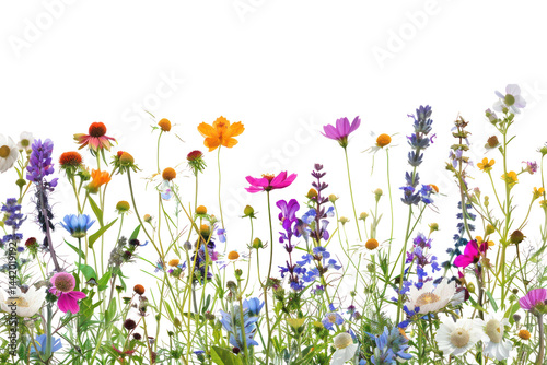 Colorful wildflowers transparent PNG