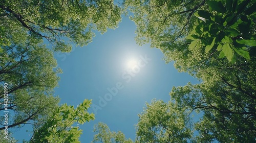 Bright sunny day in lush green forest canopy view sky high leaf trees light fresh vivid image photo