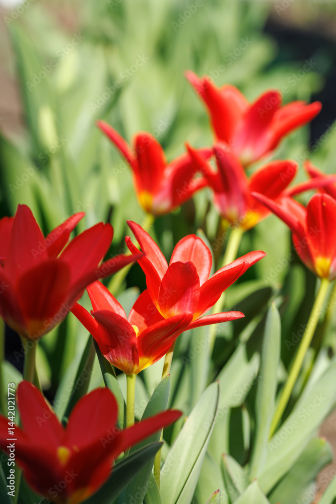 Vibrant red tulips in full bloom Vibrant red tulips in full bloom