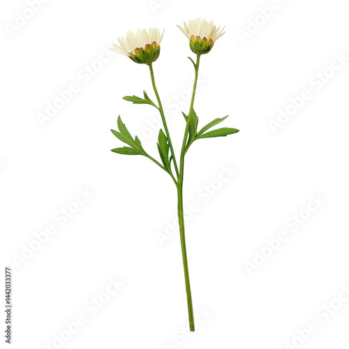 Delicate White Flower Stem with Green Leaves Isolated on a White  Isolated on transparent background