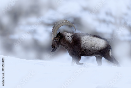 Himalayan ibex, Capra ibex sibirica, wild goat in the nature rock moutain habitat, Spiti valley in Hamalayas, India. Ibex in nature with snow winter condition in India. Wildlife.
