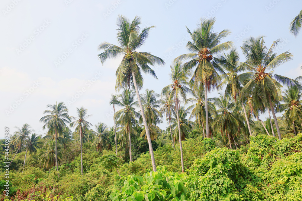 Coconut palms against the sky, tropical summer landscape, view from a southern vacation on the island Coconut palms against the sky, tropical summer landscape, view from a southern vacation on the island
