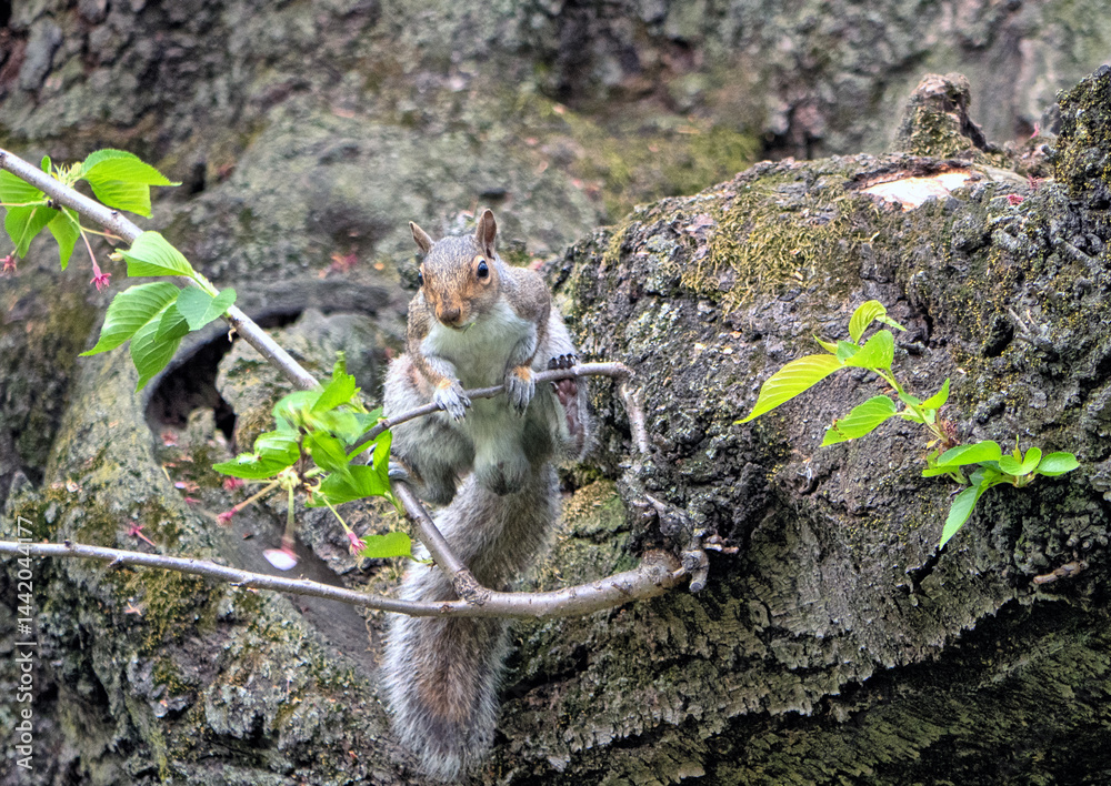 eastern gray squirrel ,Sciurus carolinensis