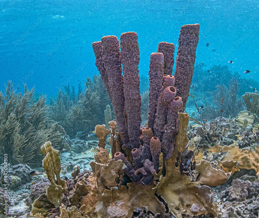 Caribbean coral garden