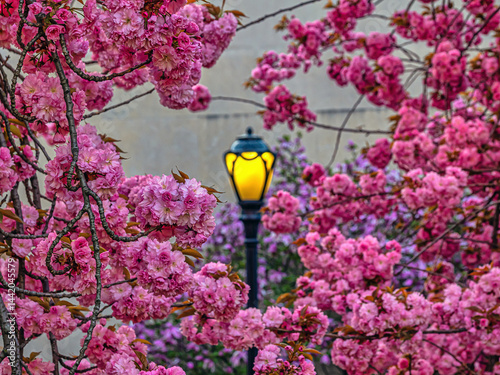 Obraz na płótnie Central Park in spring, street lamp w salonie